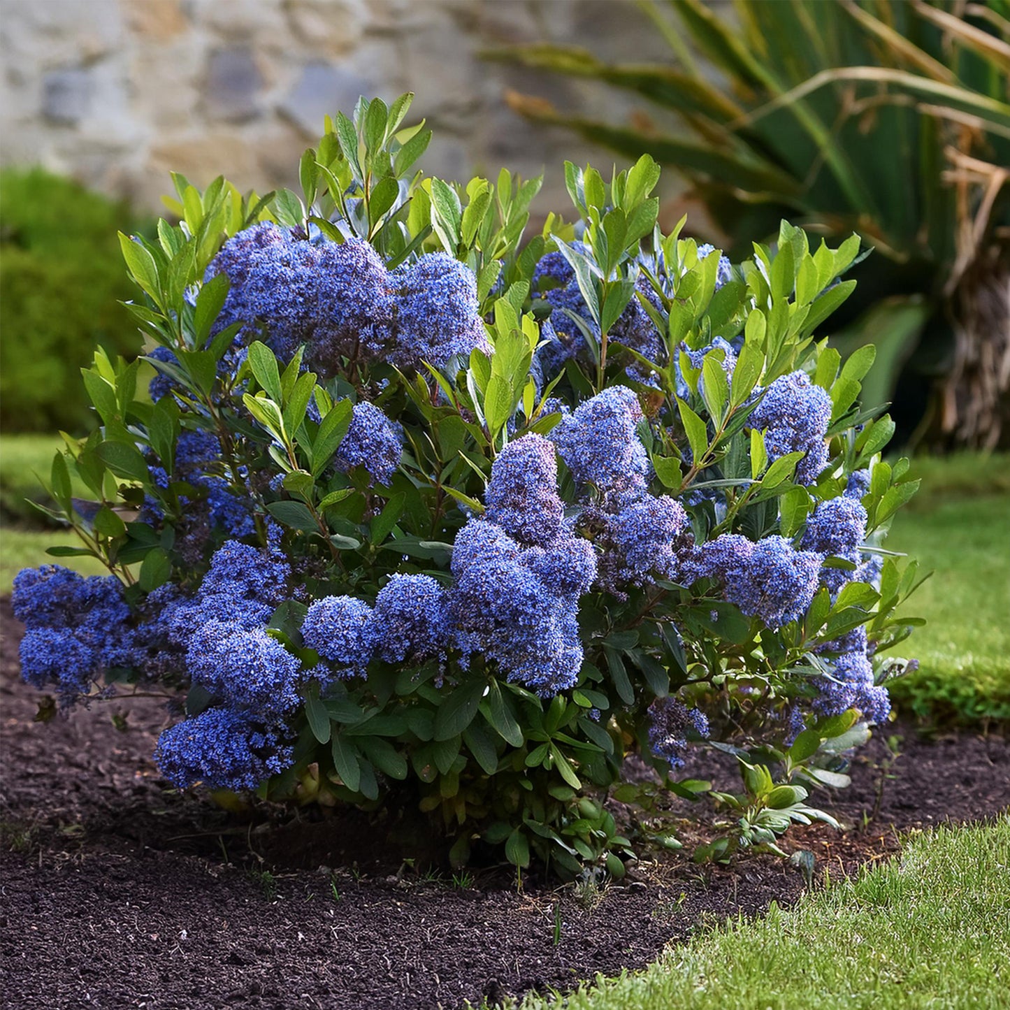 Californian Lilac - Height 60-70cm
