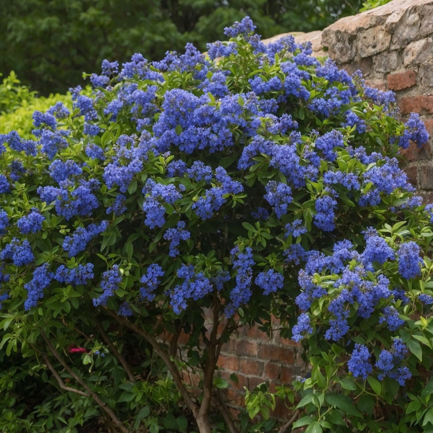 Californian Lilac - Height 60-70cm