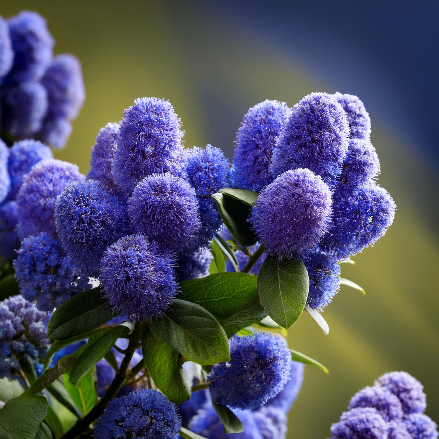Californian Lilac - Height 60-70cm