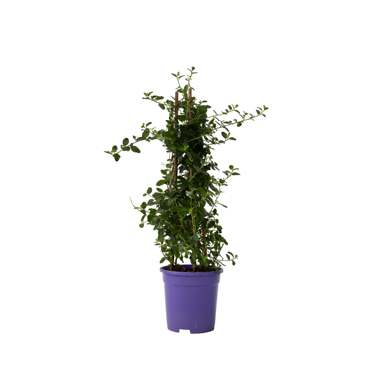 Californian Lilac - Height 60-70cm