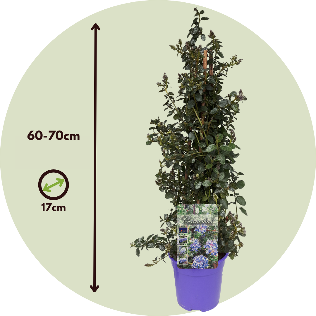 Californian Lilac - Height 60-70cm