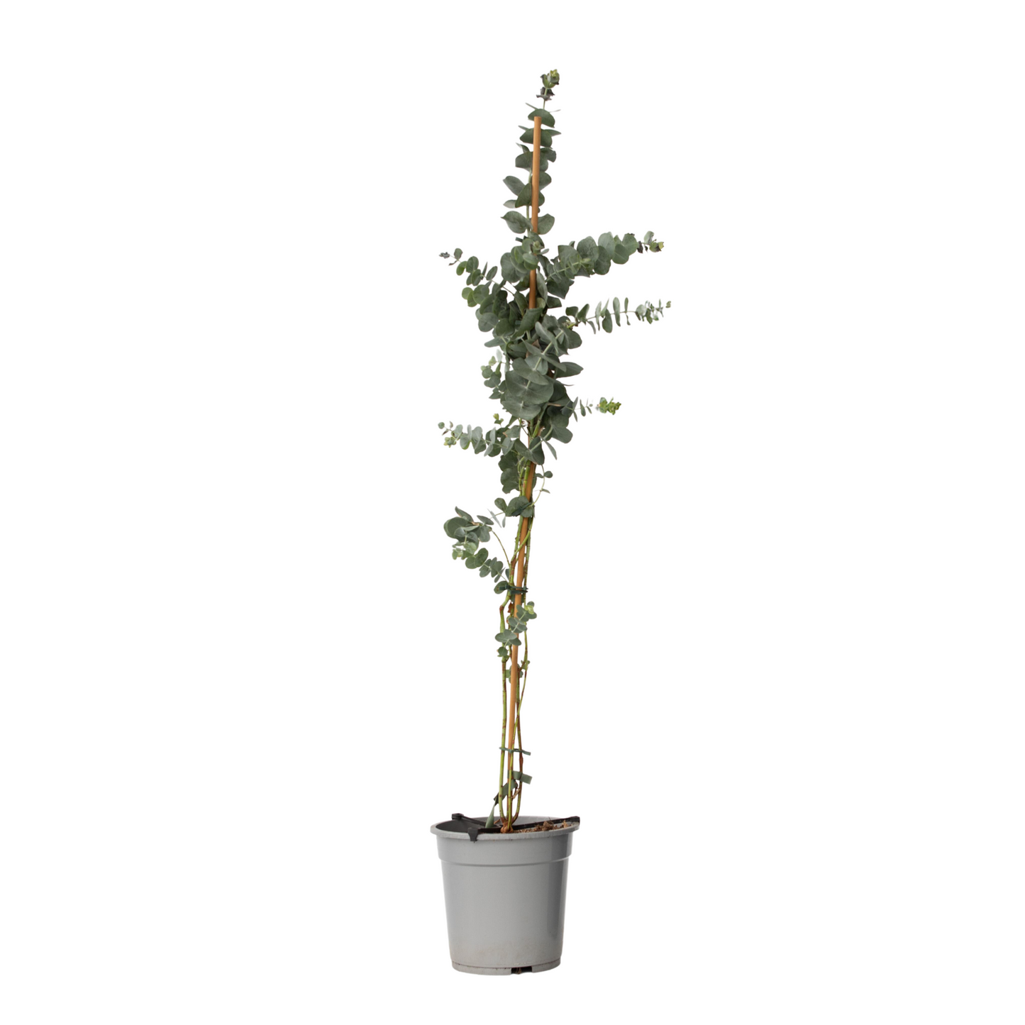 Gum bush - Eucalyptus Height 90-110cm