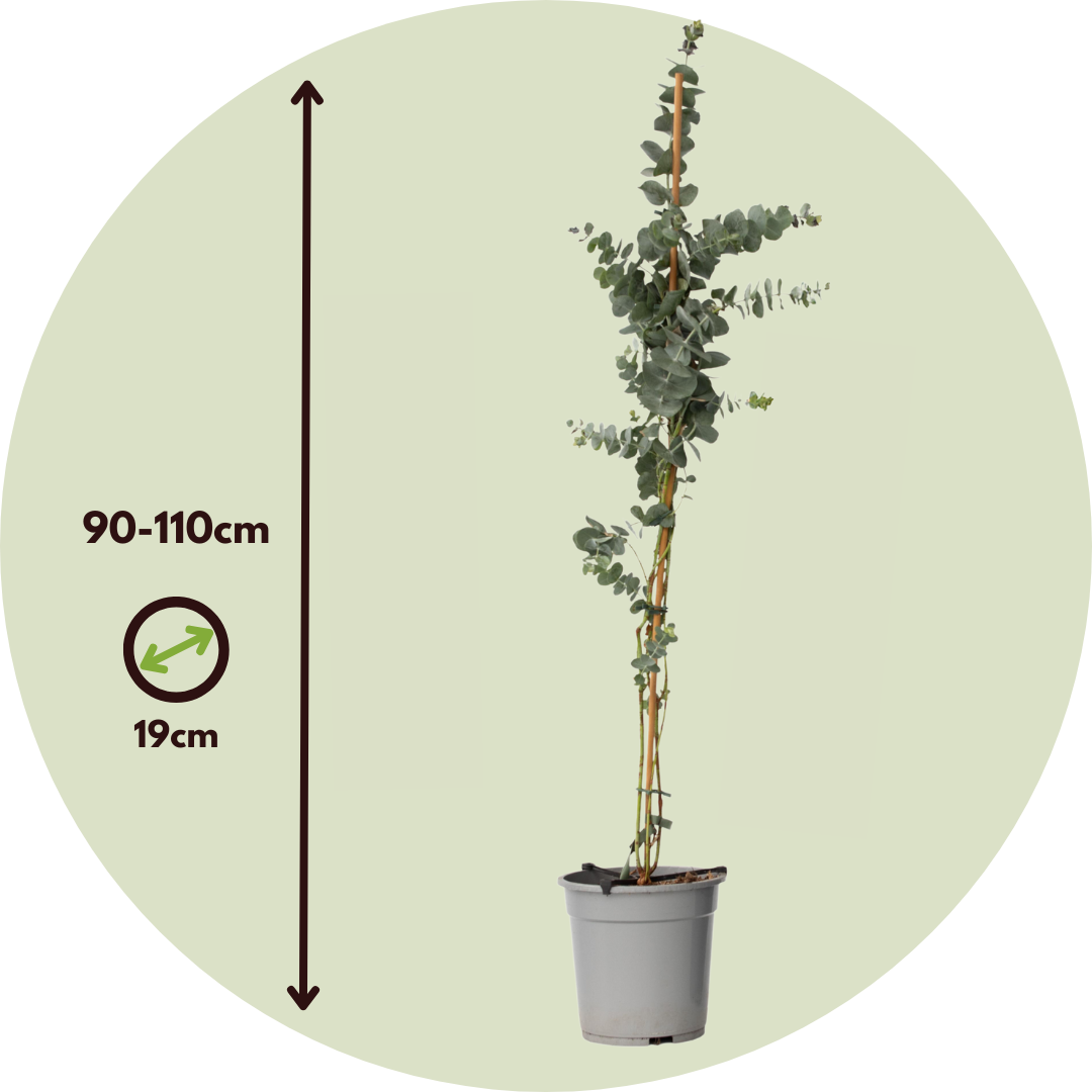Gum bush - Eucalyptus Height 90-110cm