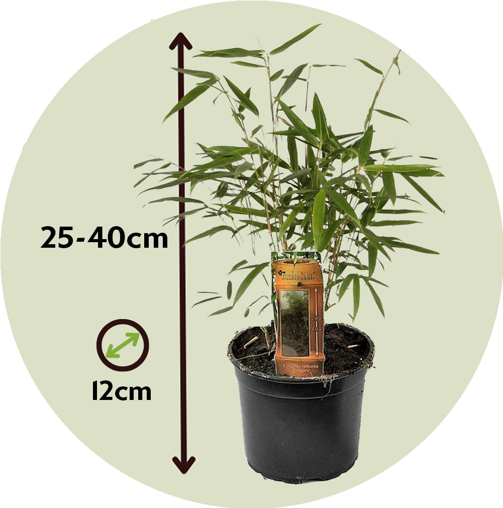Umbrella Bamboo - Fargesia Asian Wonder
