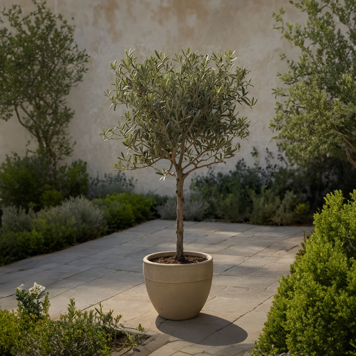 XL Olive Trees