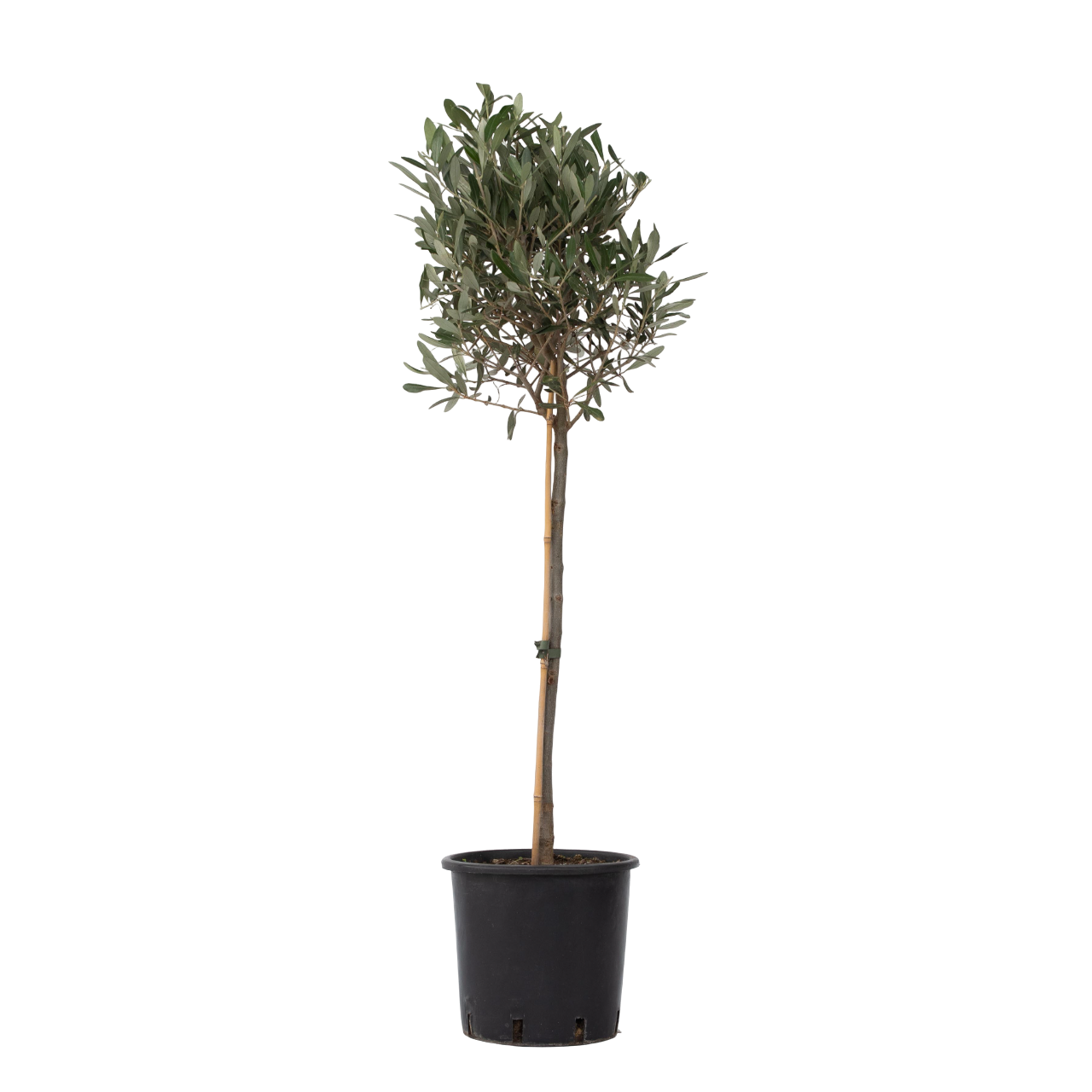 XL Olive Trees