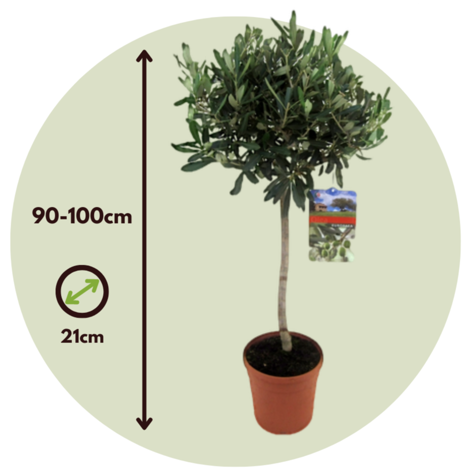 XL Olive Trees