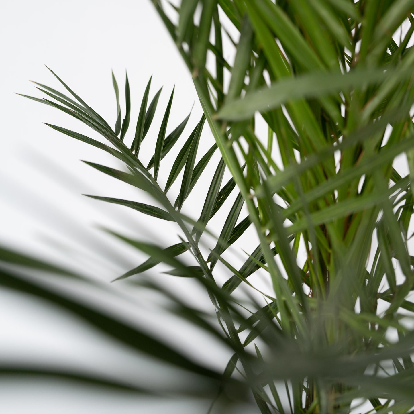 Canary Island Date Palm