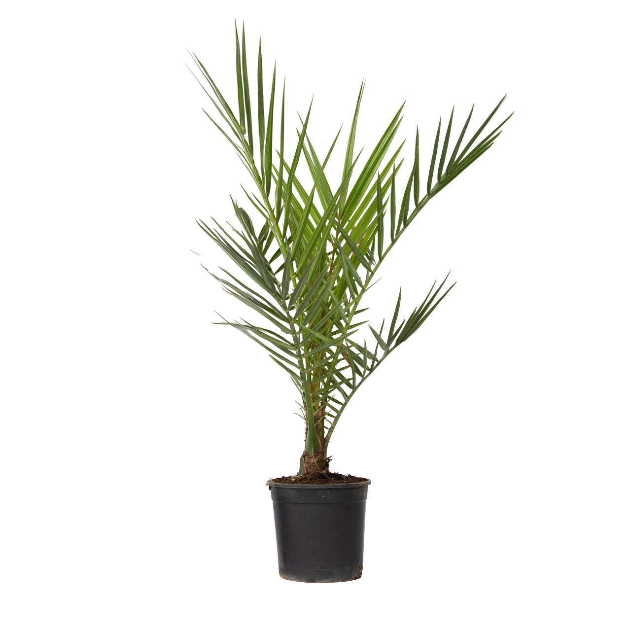 Canary Island Date Palm