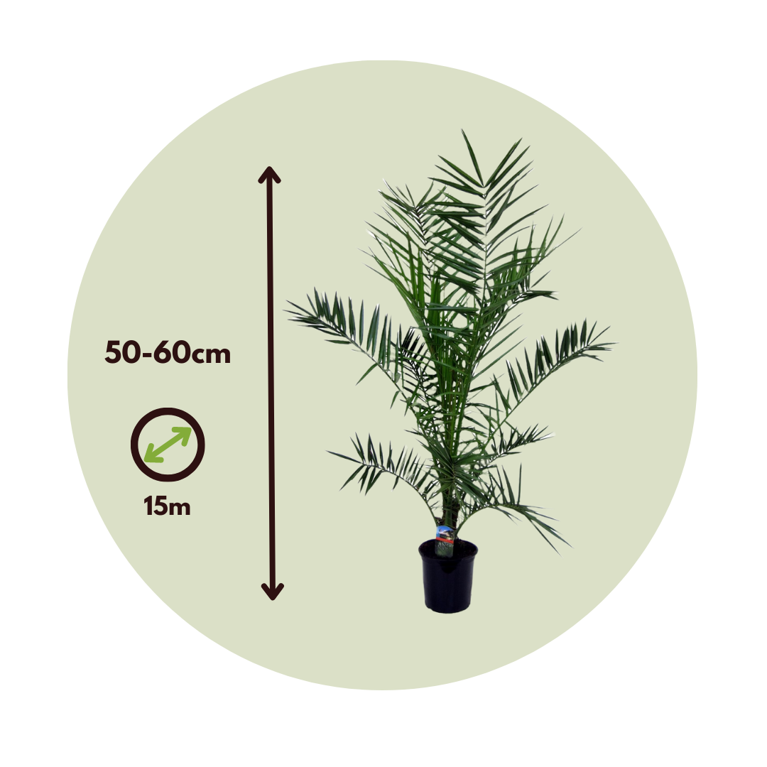 Canary Island Date Palm