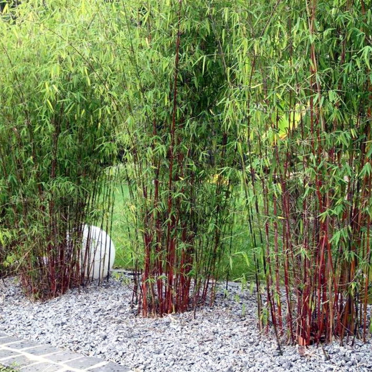 Umbrella Bamboo - Fargesia Asian Wonder