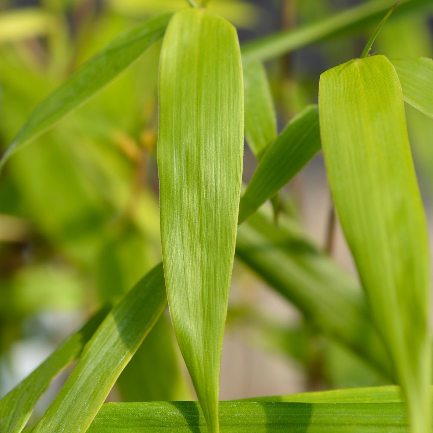 Umbrella Bamboo - Fargesia Asian Wonder