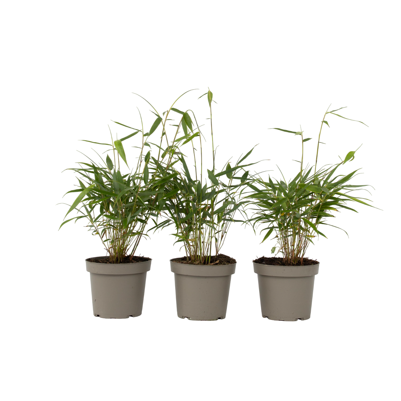 Umbrella Bamboo - Fargesia Asian Wonder