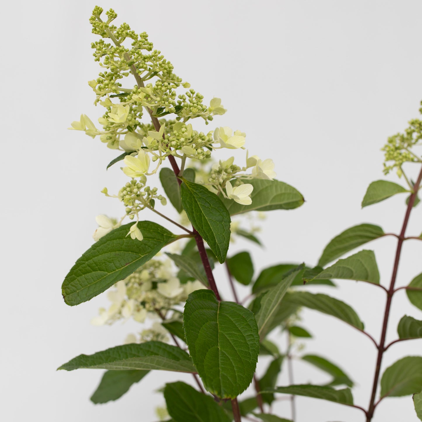 Hortensia - Hydrangea paniculata 'Pinky Winky' - Height 25-40cm