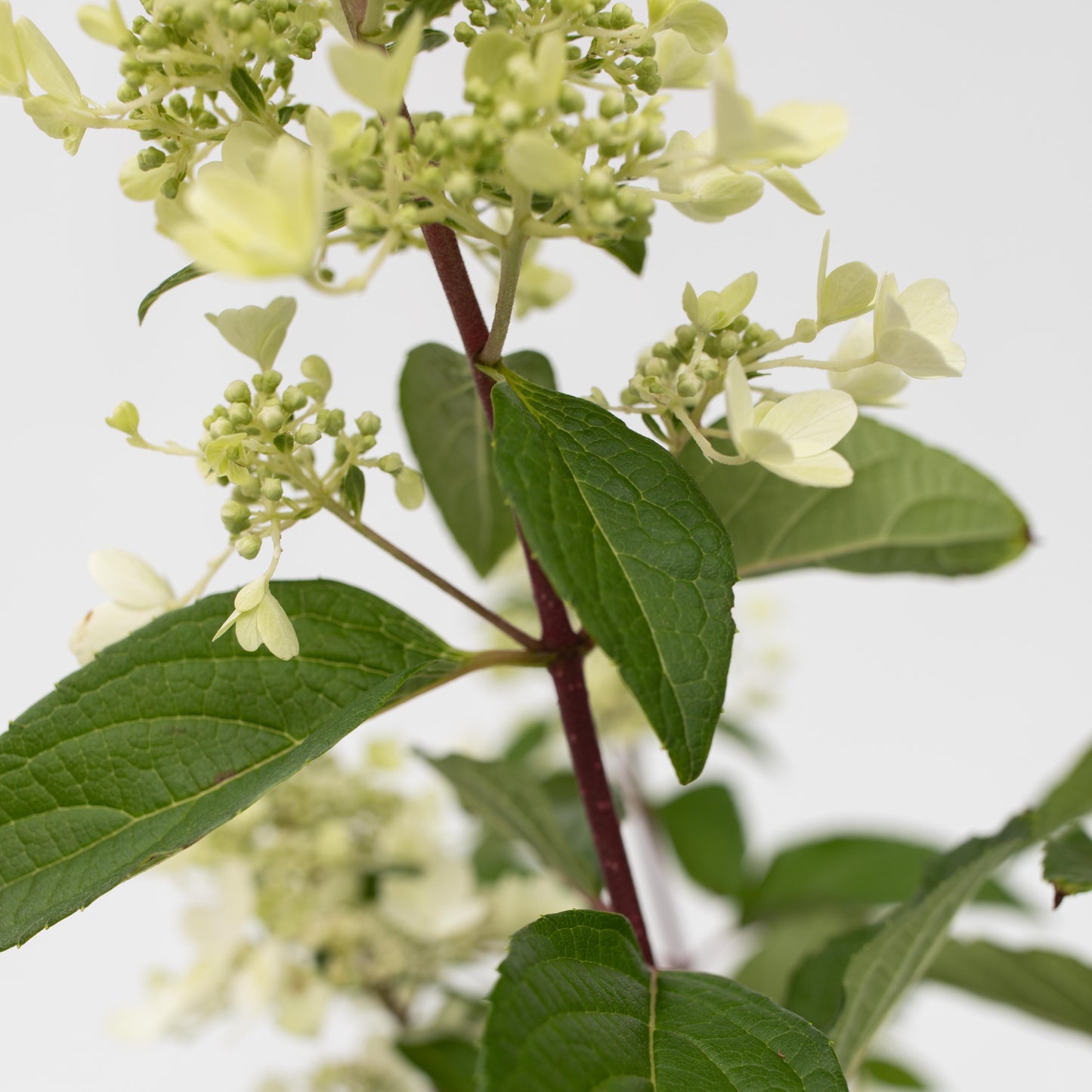 Hortensia - Hydrangea paniculata 'Pinky Winky' - Height 25-40cm