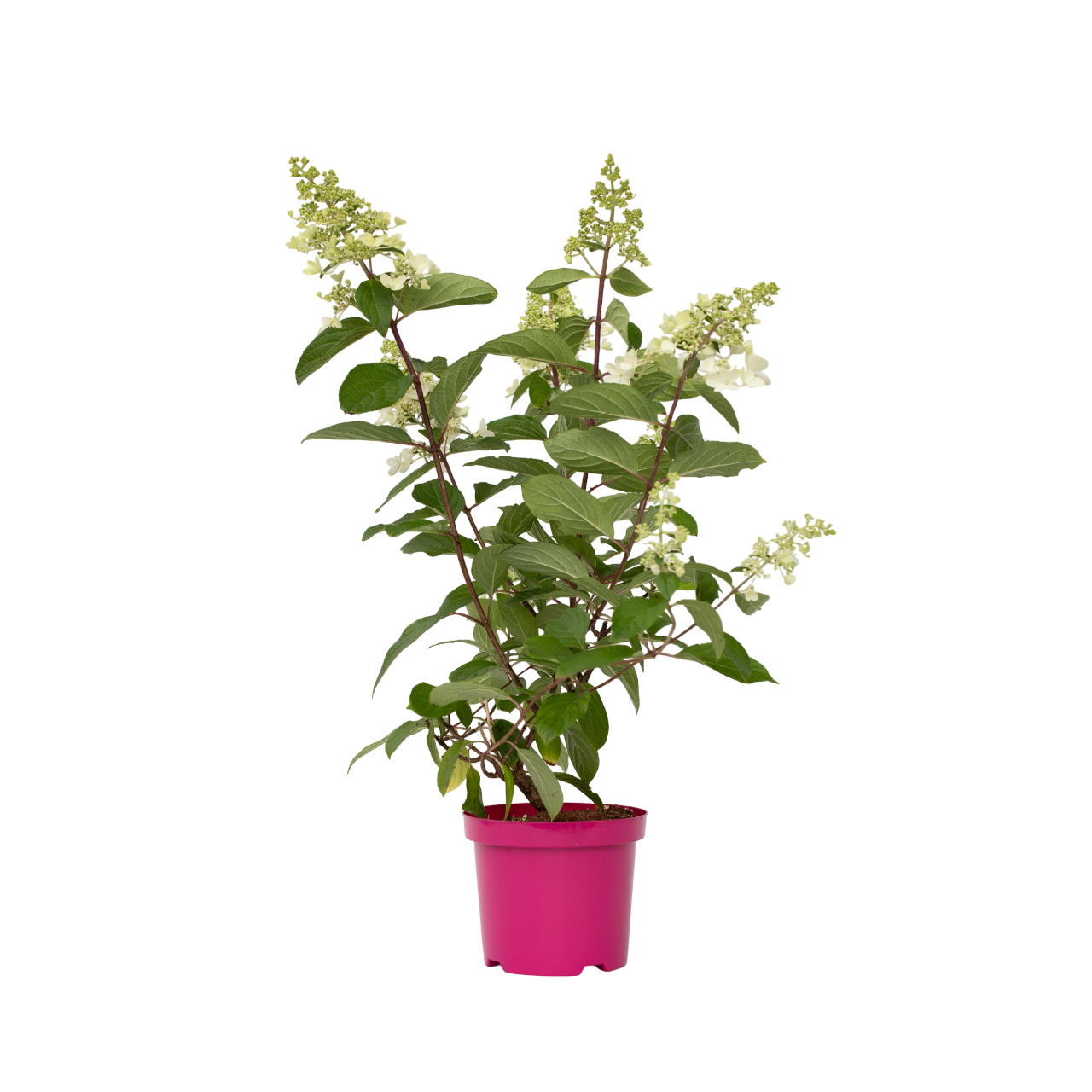 Hortensia - Hydrangea paniculata 'Pinky Winky' - Height 25-40cm