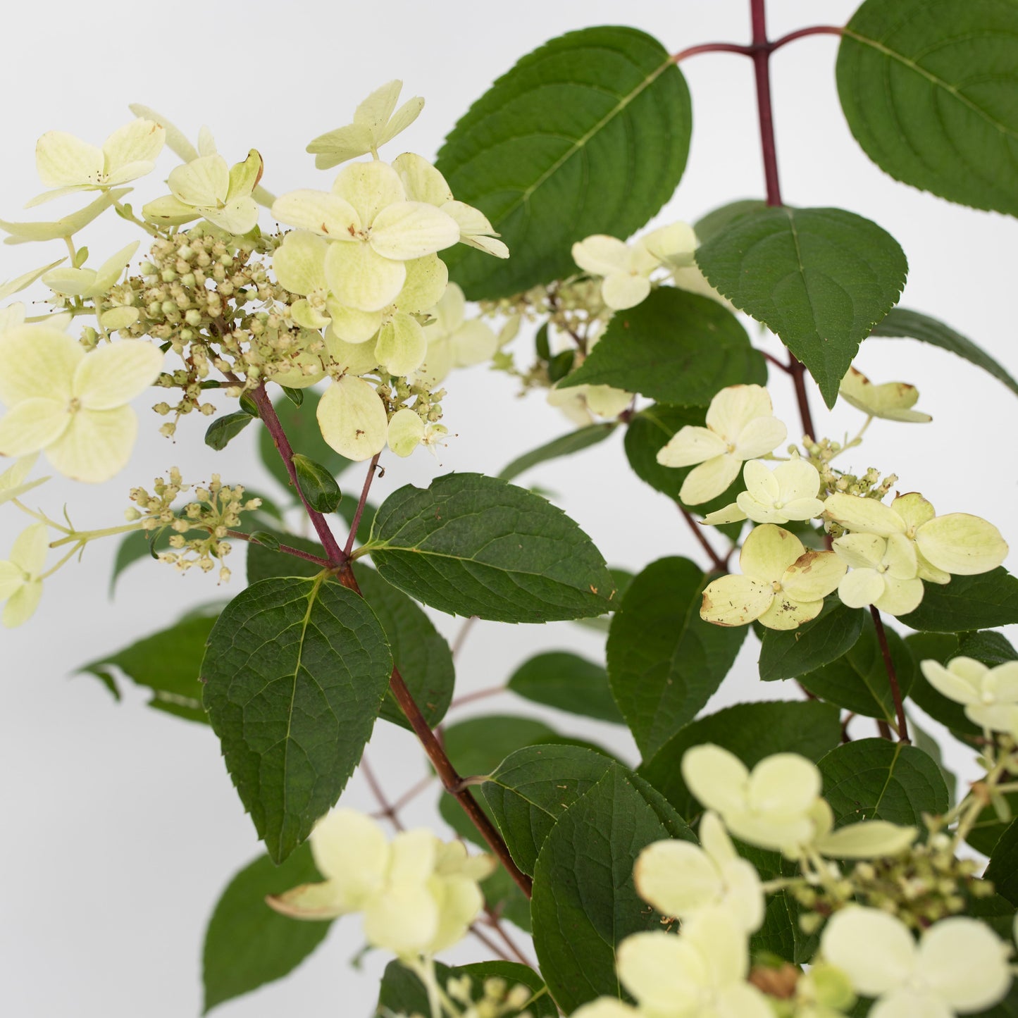 Hortensia - Hydrangea paniculata 'Wim's Red' - Height 25-40cm