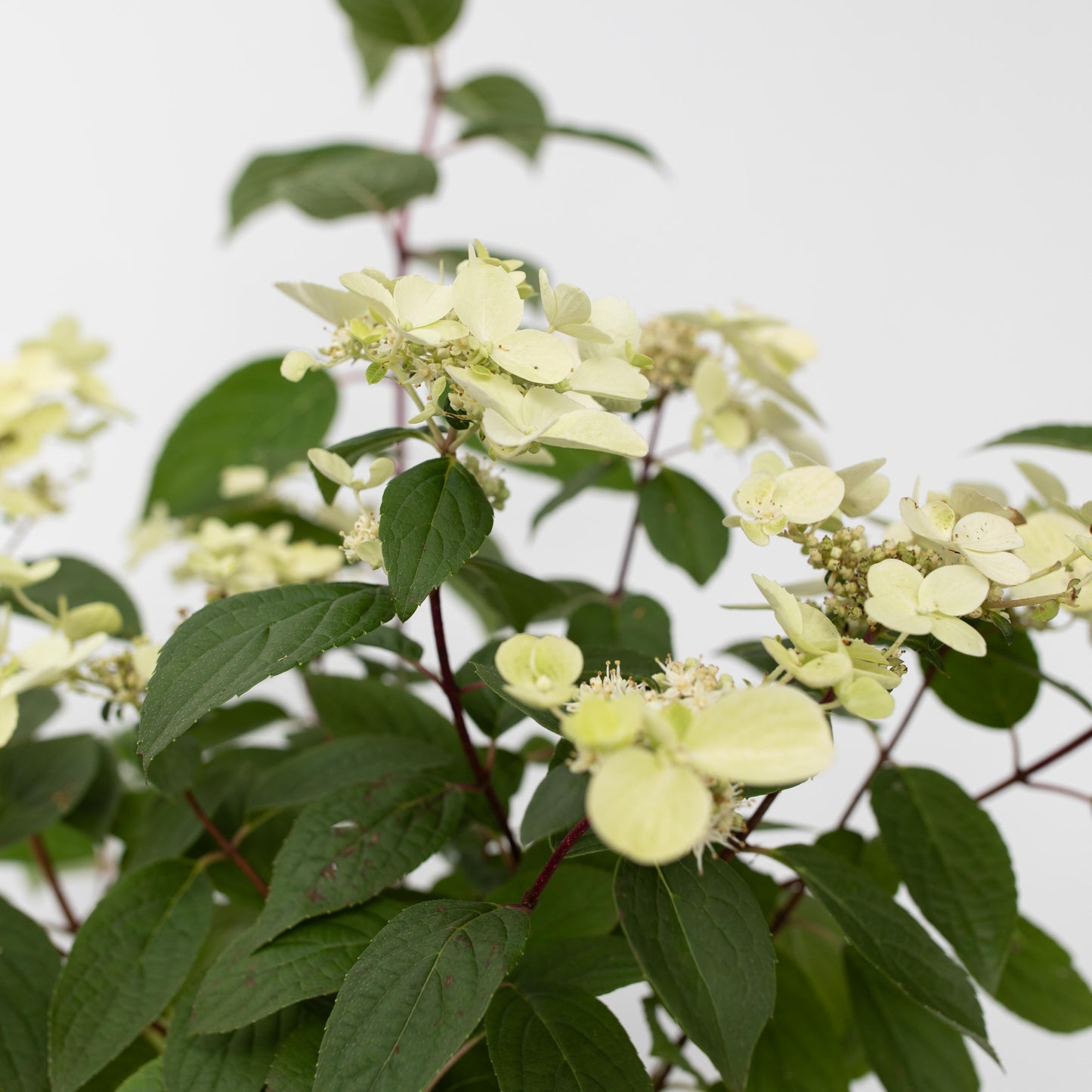Hortensia - Hydrangea paniculata 'Wim's Red' - Height 25-40cm