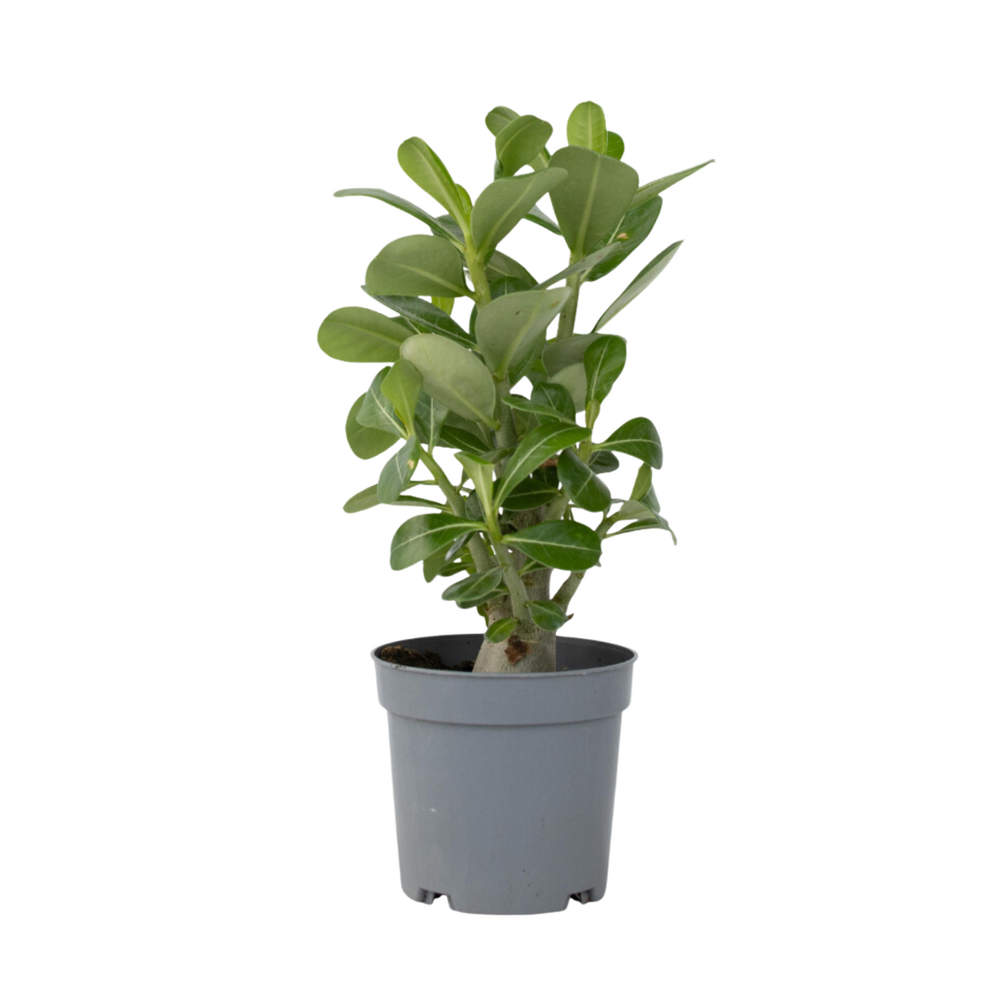Desert Rose