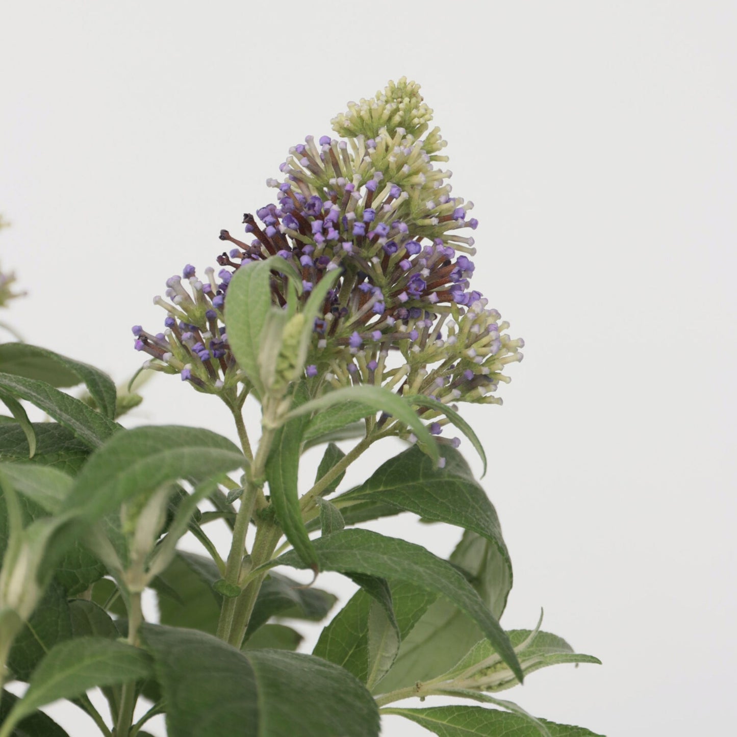 Summer lilac - Height 30-40cm