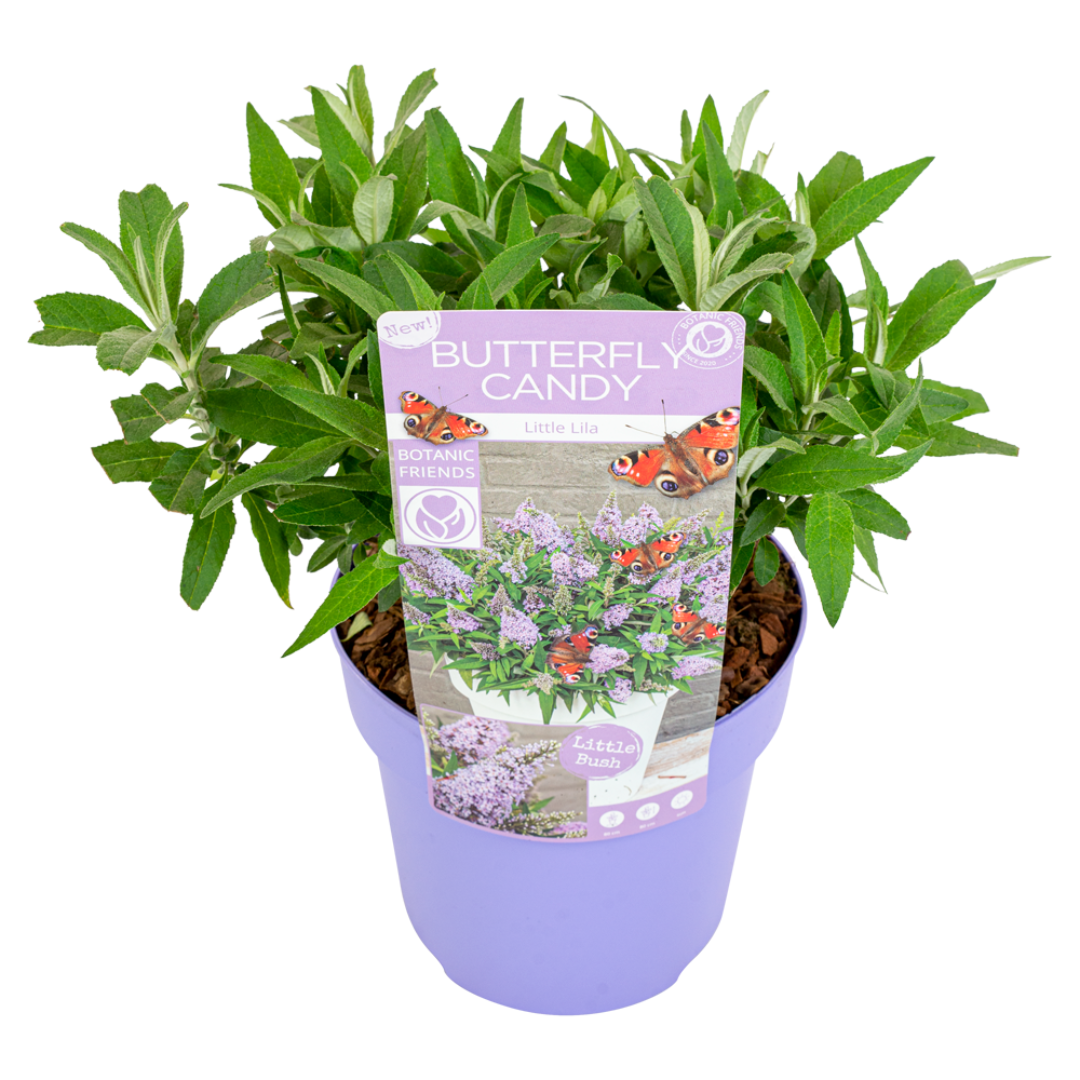 Summer lilac - Height 30-40cm
