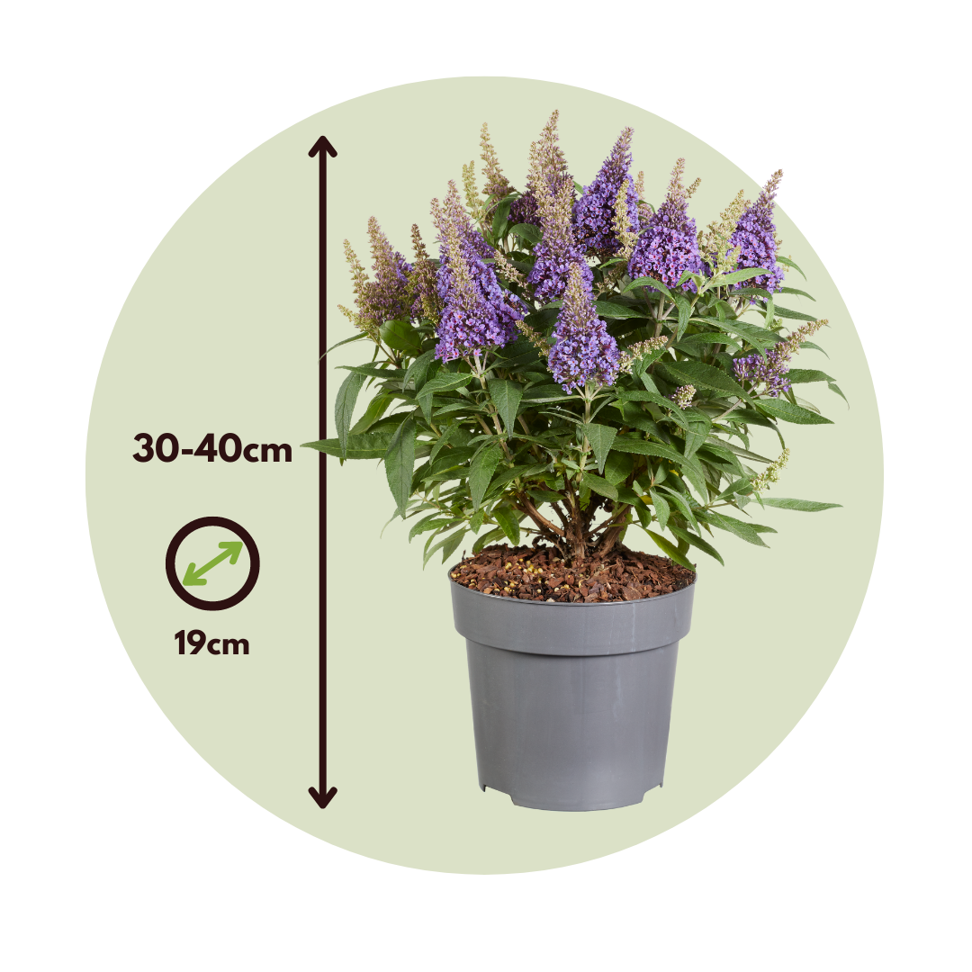 Summer lilac - Height 30-40cm