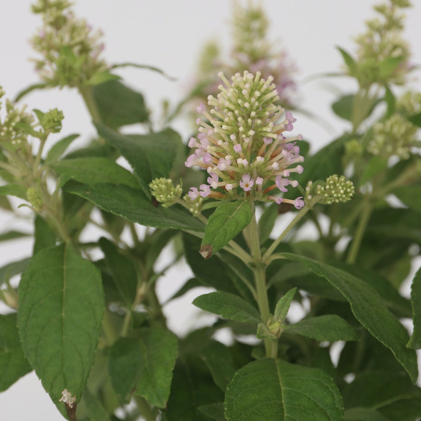 Summer lilac - Height 30-40cm