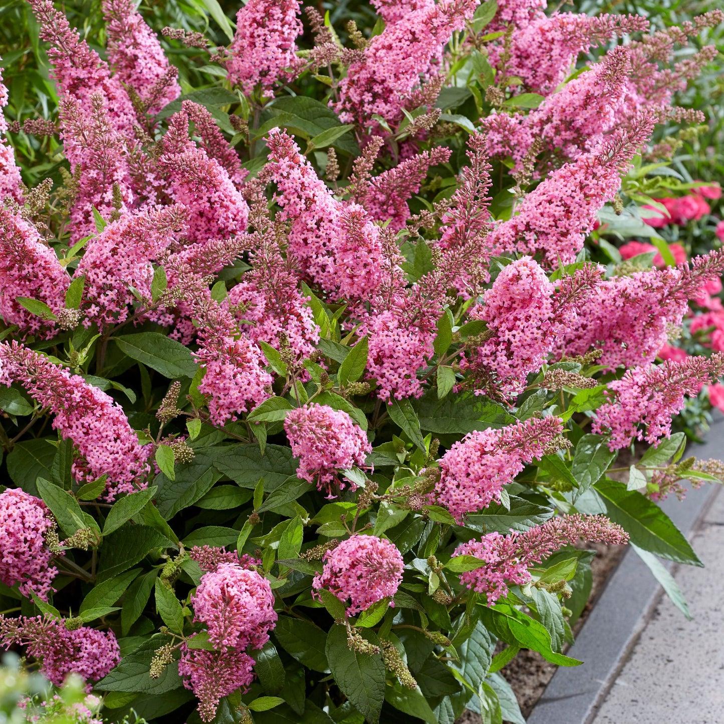 Summer lilac - Height 30-40cm
