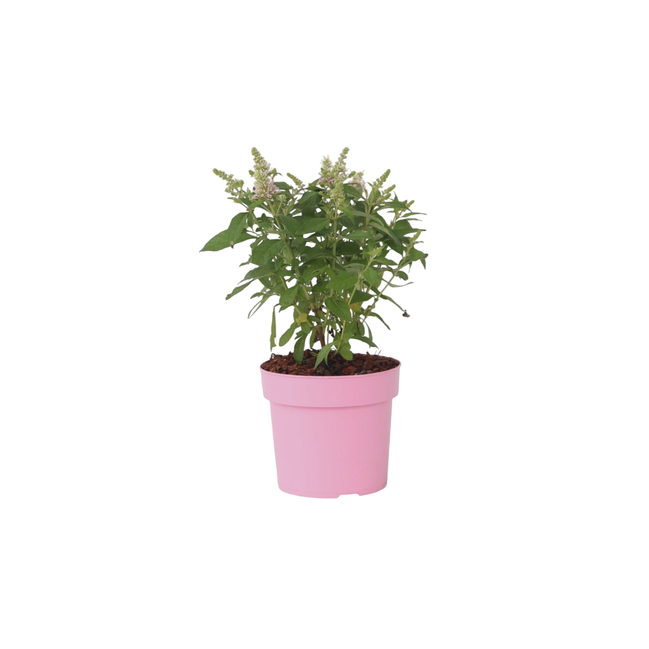 Summer lilac - Height 30-40cm