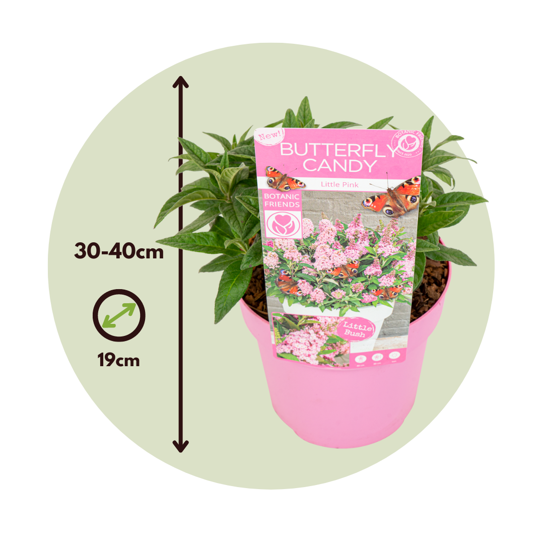 Summer lilac - Height 30-40cm