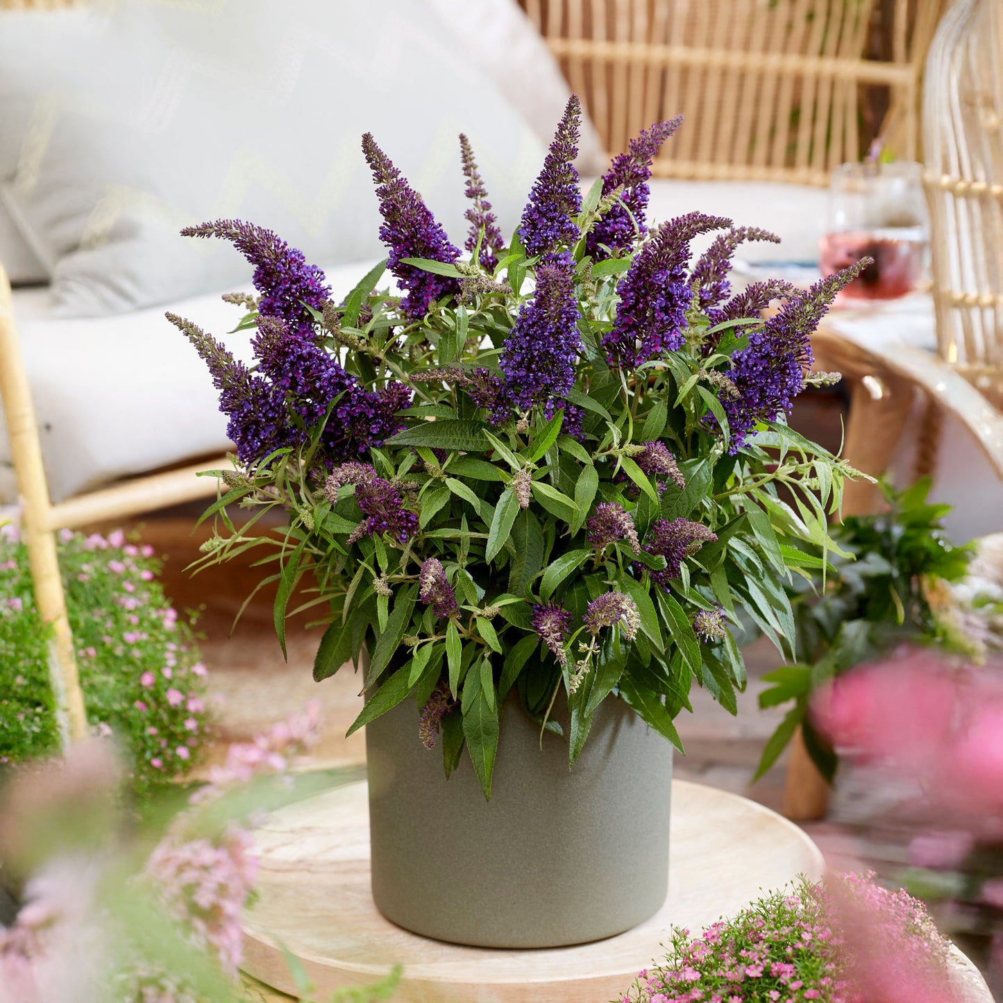 Summer lilac - Height 30-40cm