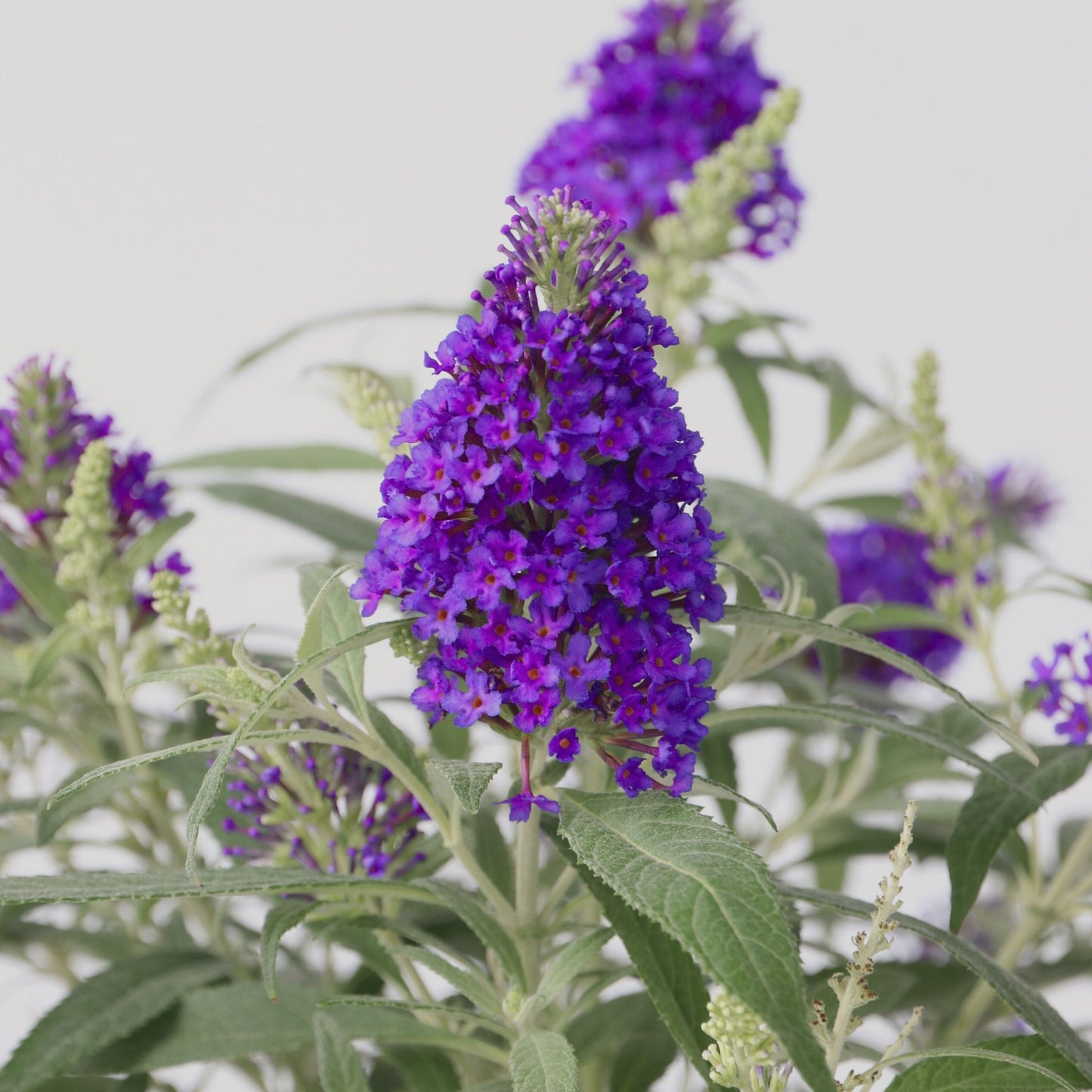 Summer lilac - Height 30-40cm