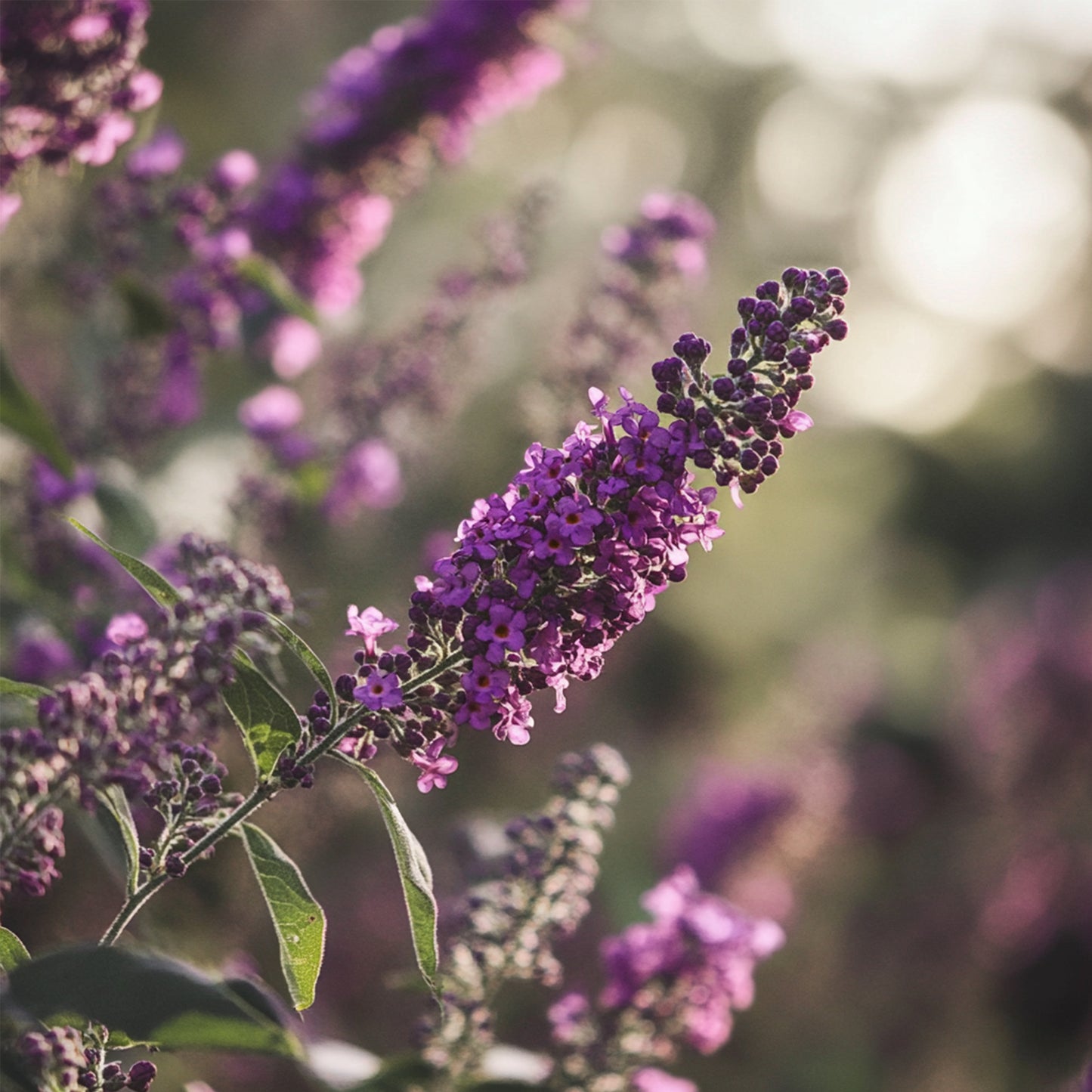 Summer lilac - Height 30-40cm