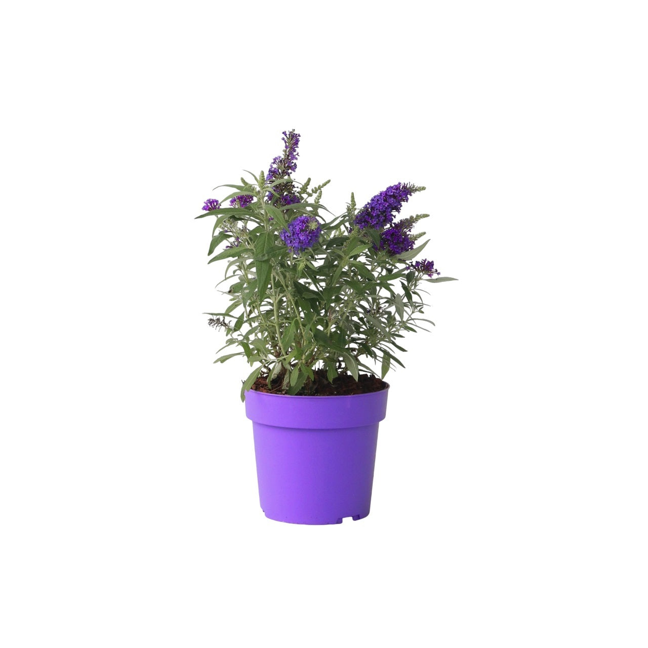 Summer lilac - Height 30-40cm