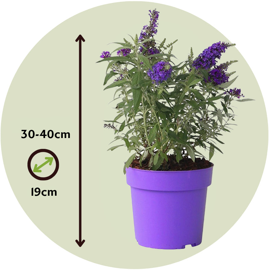 Summer lilac - Height 30-40cm