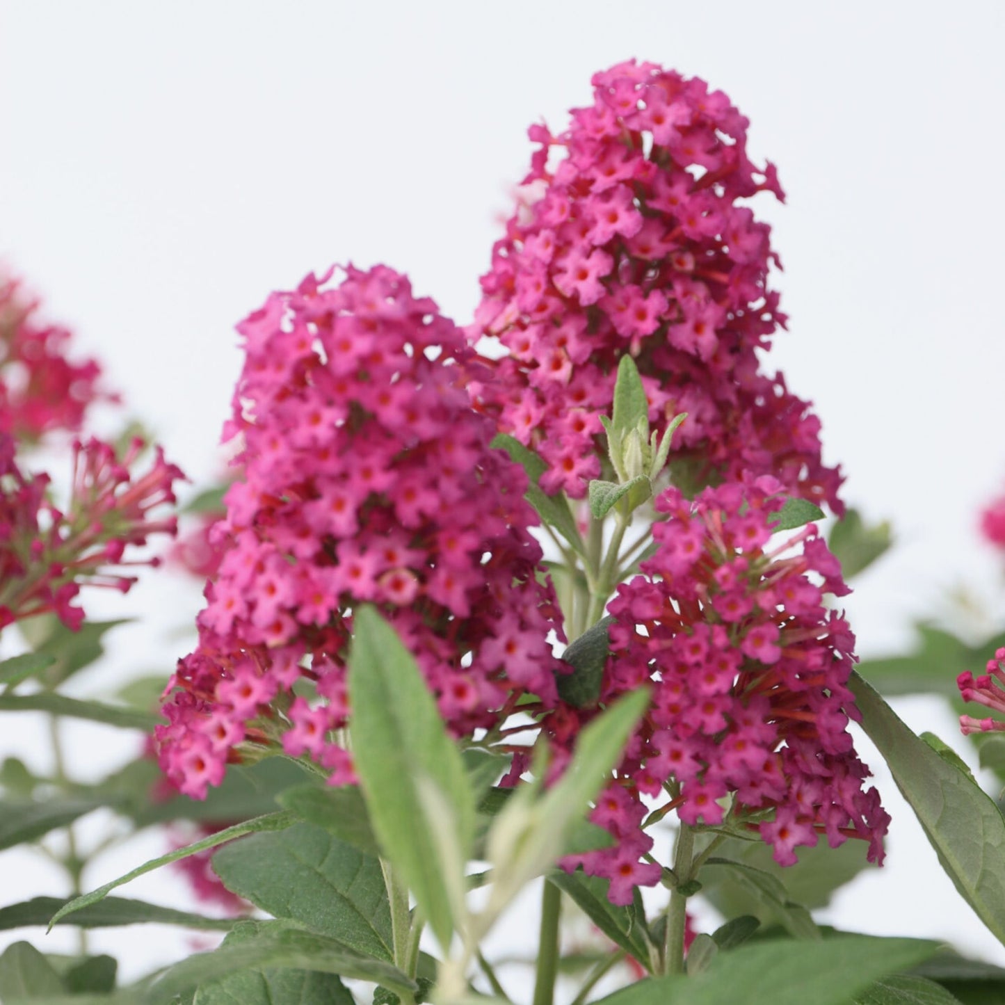 Summer lilac - Height 30-40cm