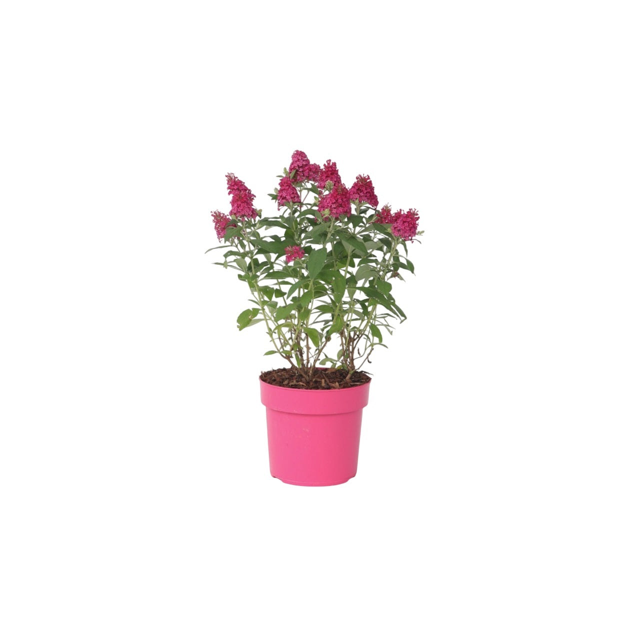Summer lilac - Height 30-40cm
