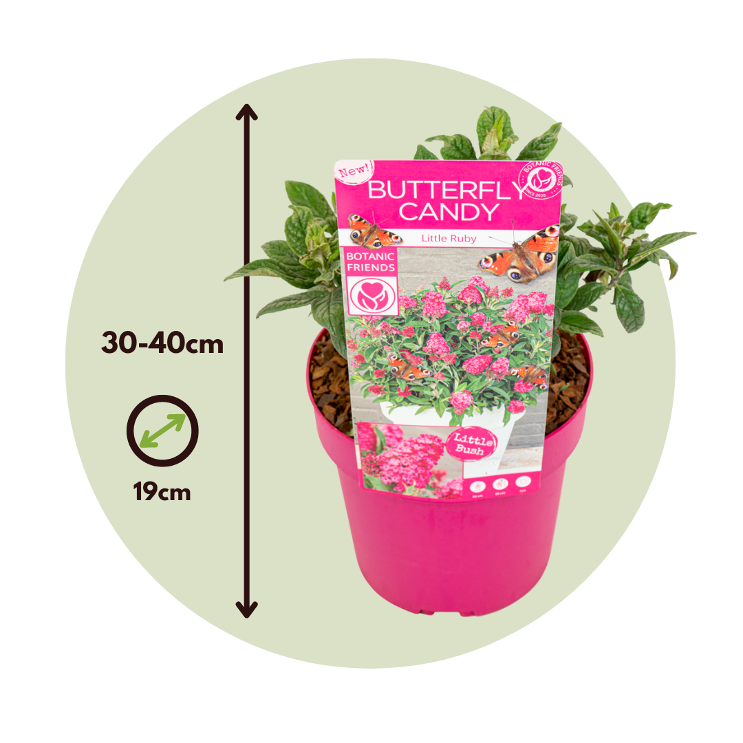 Summer lilac - Height 30-40cm