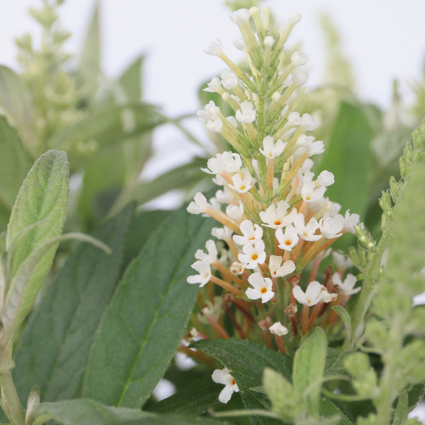 Summer lilac - Height 30-40cm