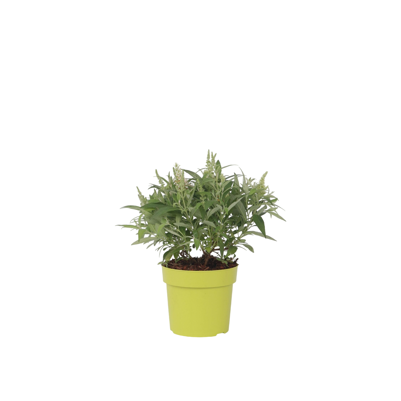Summer lilac - Height 30-40cm