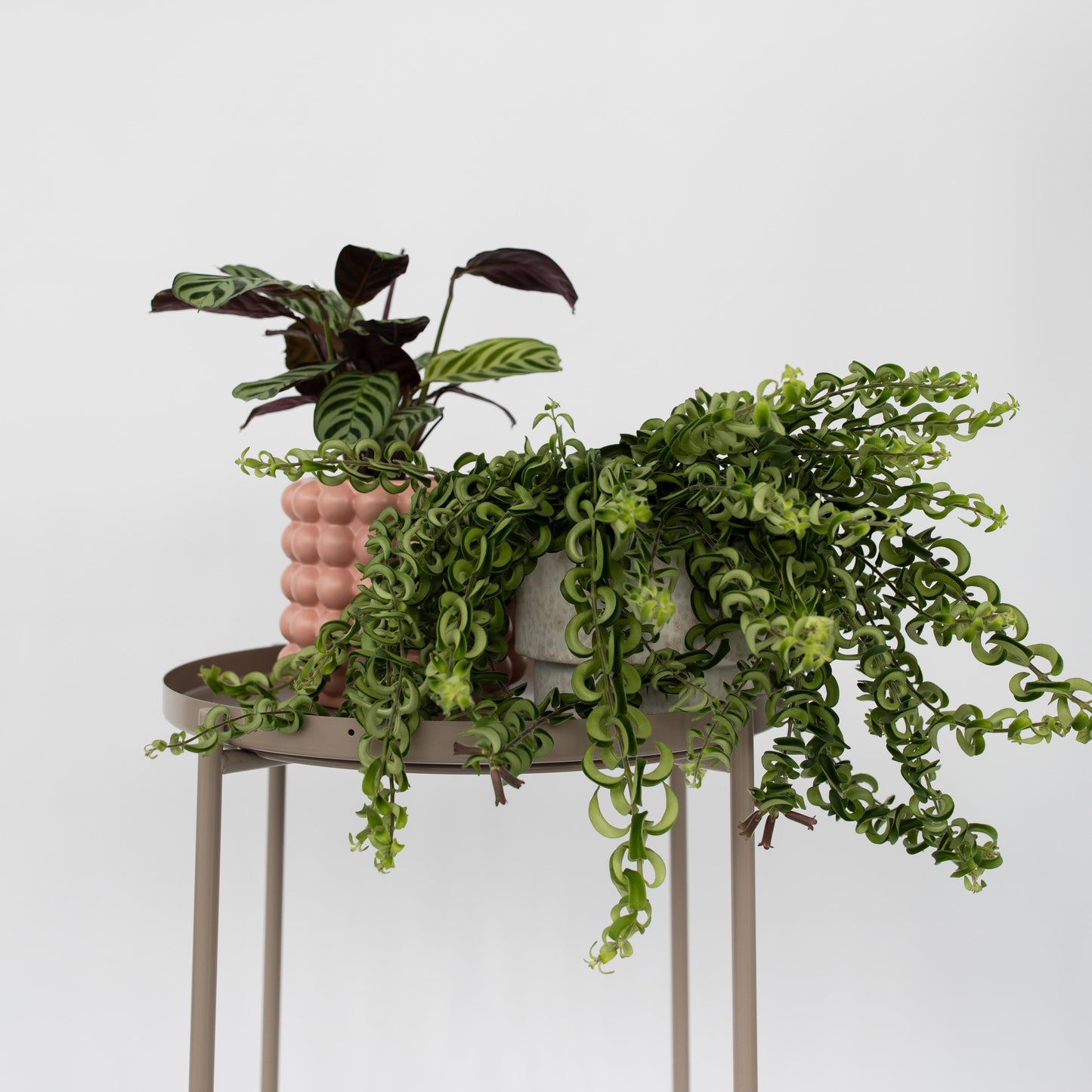 Lipstick Plant - Aeschynanthus pulcher