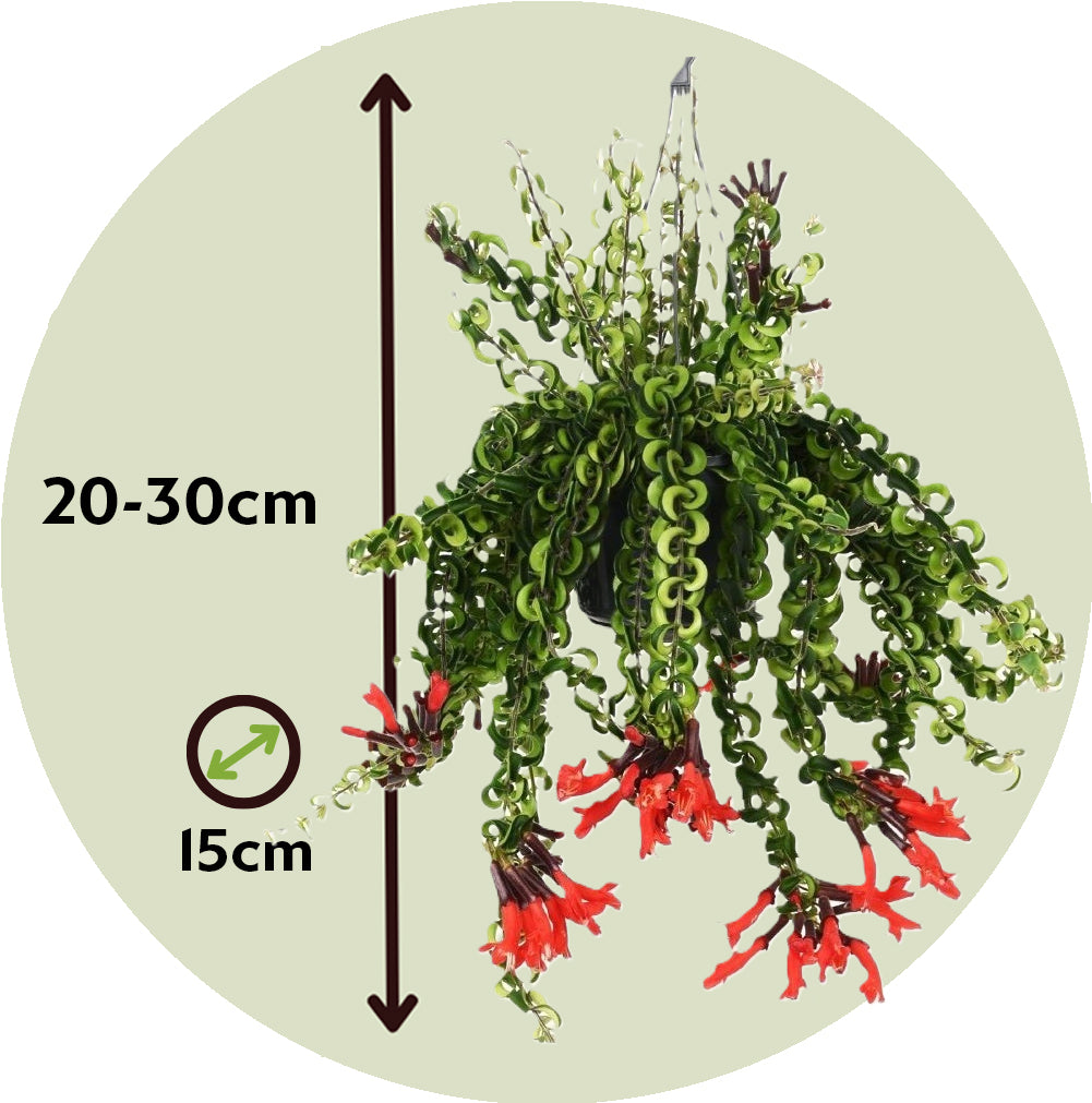 Lipstick Plant - Aeschynanthus pulcher