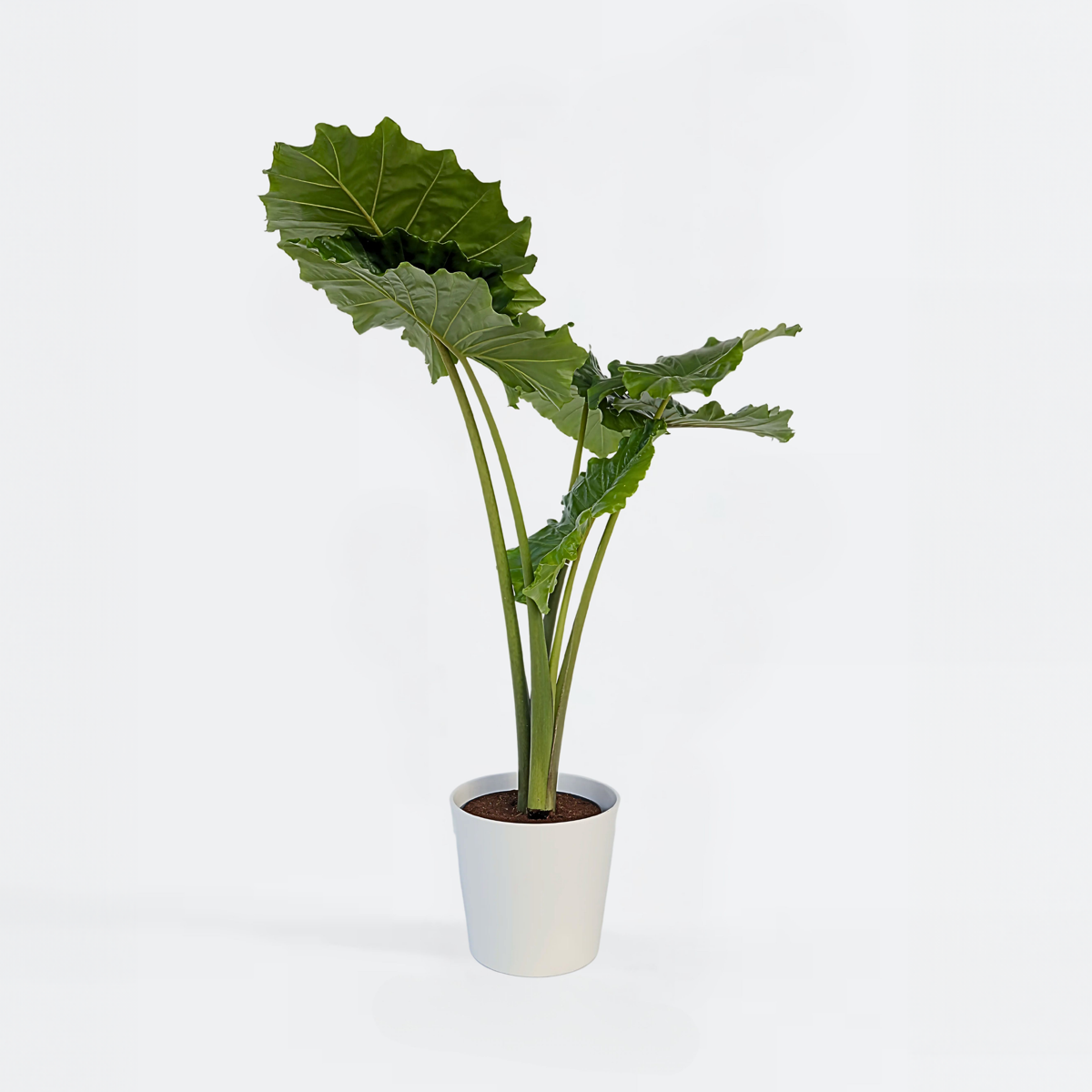 Florastore Elephant's Ear - Alocasia 'Portodora' - Height 110-120Cm - β32Cm