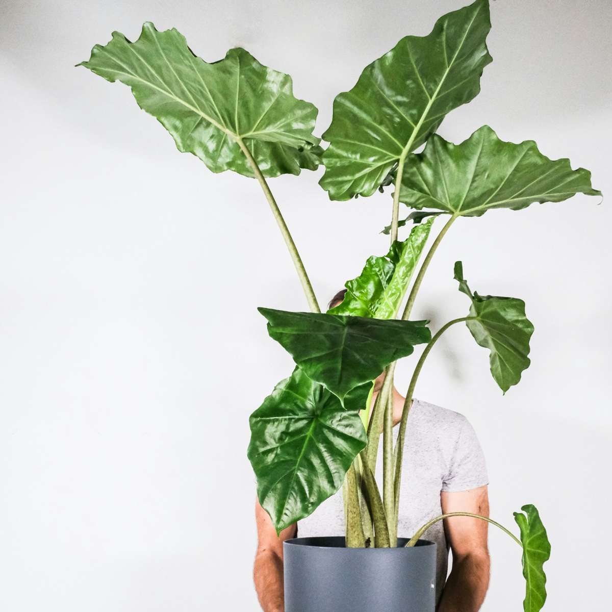 Florastore Elephant's Ear - Alocasia 'Portodora' - Height 110-120Cm - β32Cm