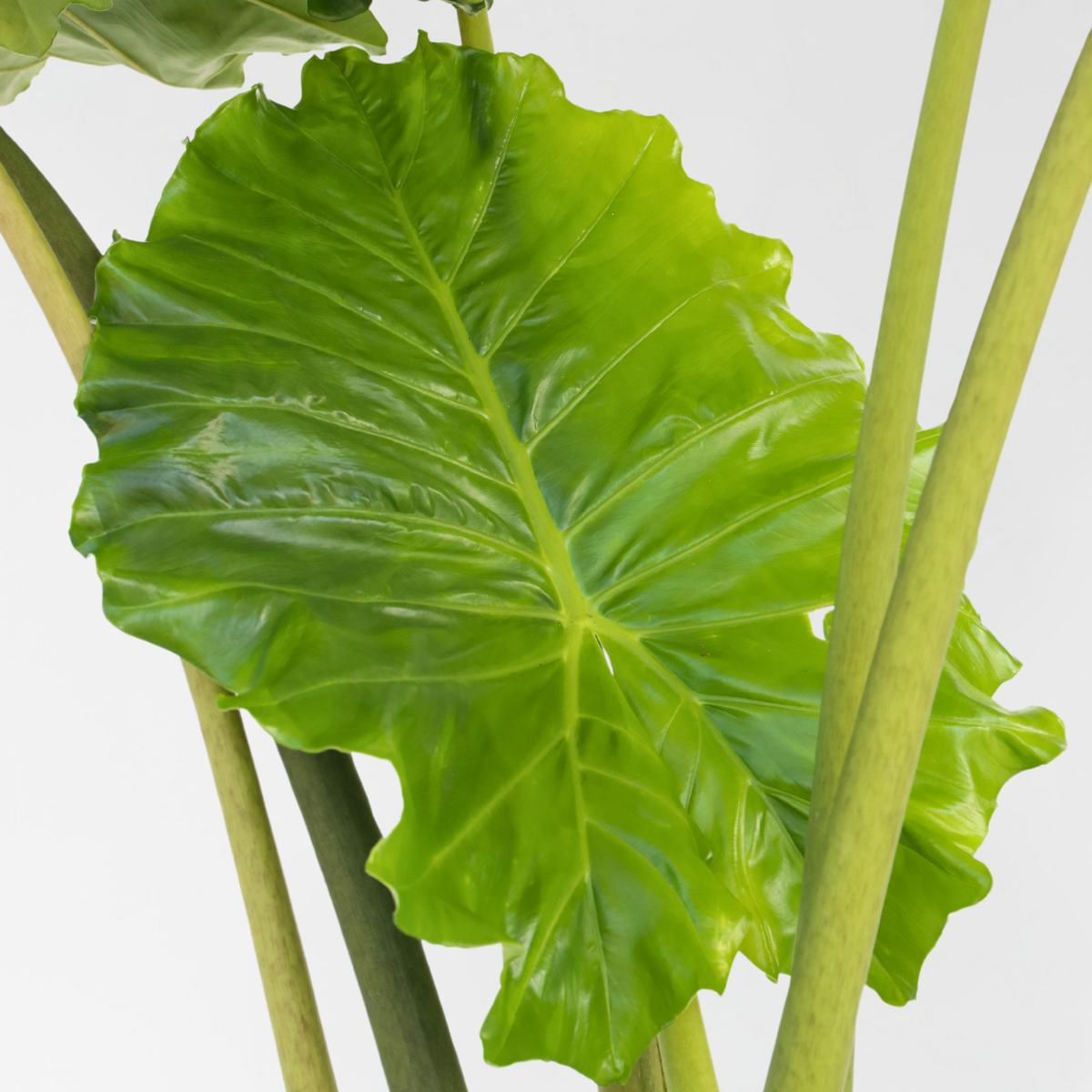 Florastore Elephant's Ear - Alocasia 'Portodora' - Height 110-120Cm - β32Cm