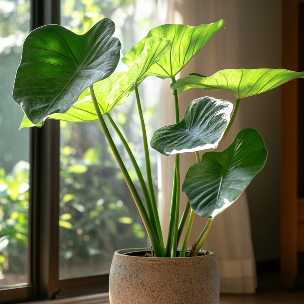 Florastore Elephant's Ear - Alocasia 'Portodora' - Height 110-120Cm - β32Cm