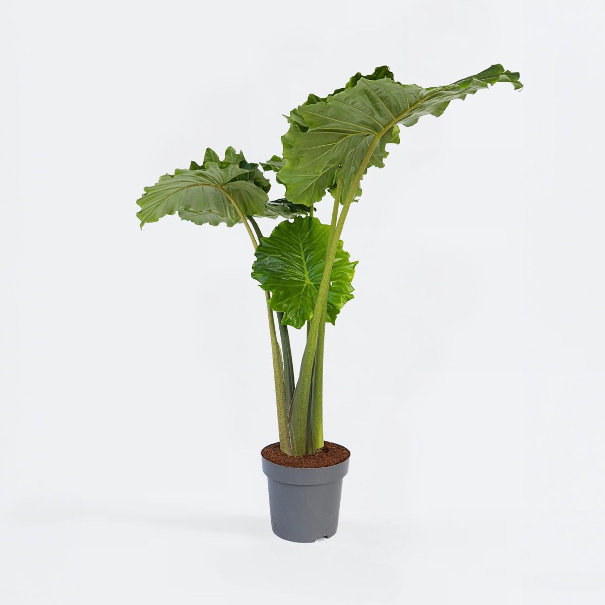 Florastore Elephant's Ear - Alocasia 'Portodora' - Height 110-120Cm - β32Cm