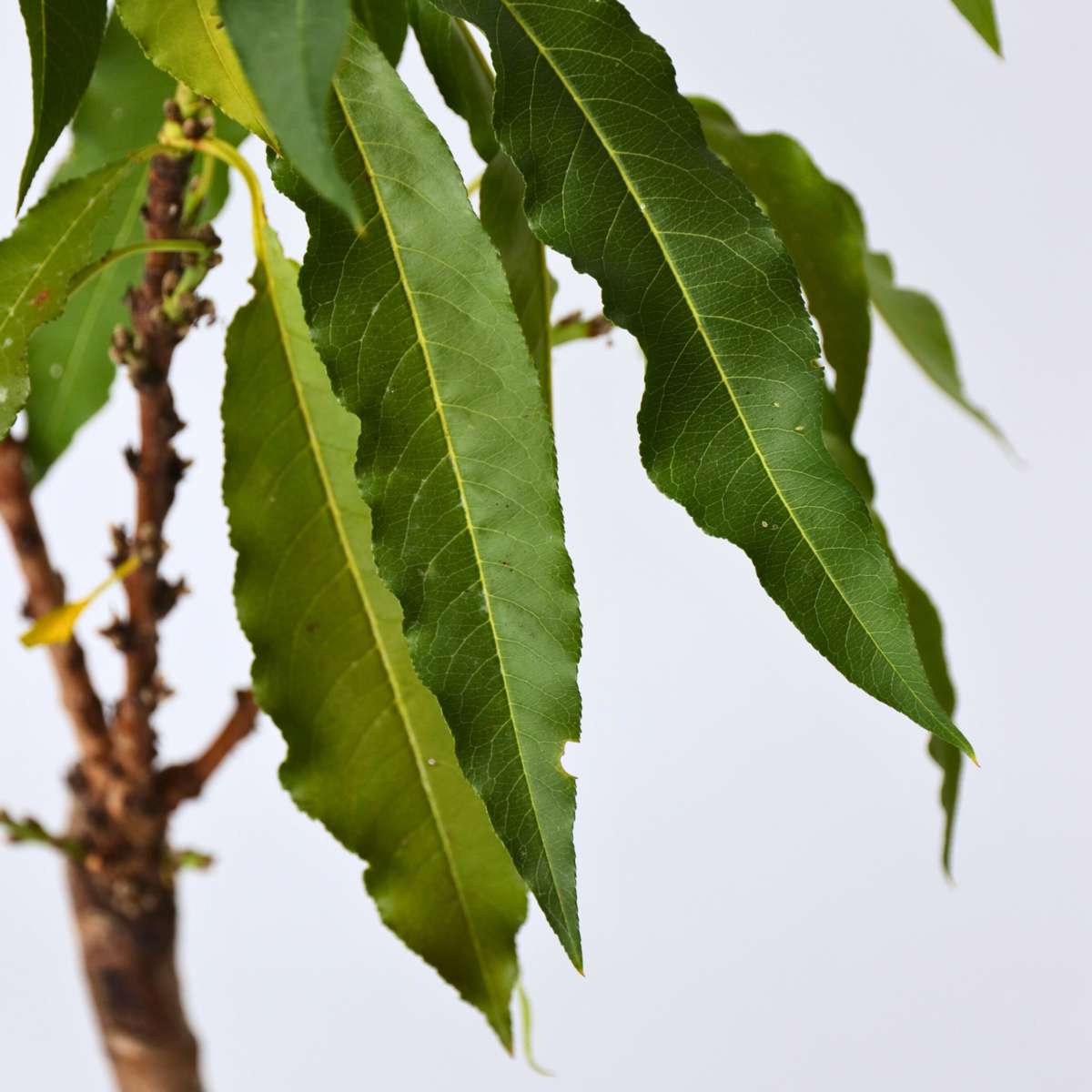 Florastore Peach Tree - Prunus 'Bonanza' - Height 60-70Cm - ⌀15Cm
