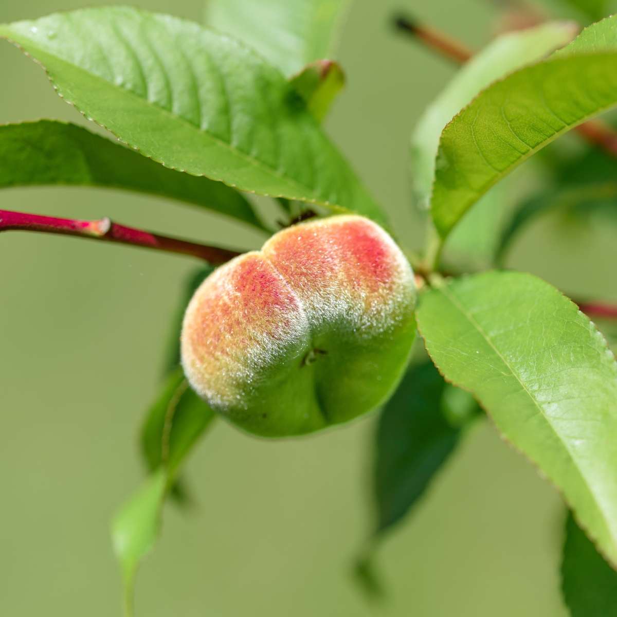 Florastore Peach Tree - Prunus 'Bonanza' - Height 60-70Cm - ⌀15Cm