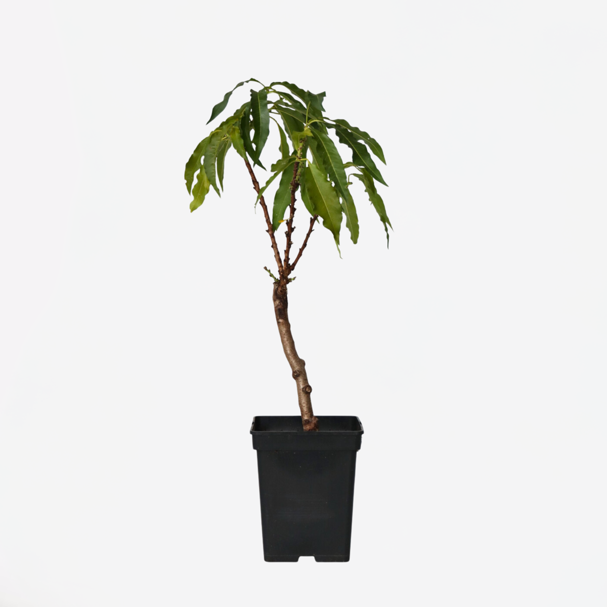 Florastore Peach Tree - Prunus 'Bonanza' - Height 60-70Cm - ⌀15Cm